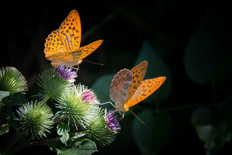 Butterfly Effect Consideration